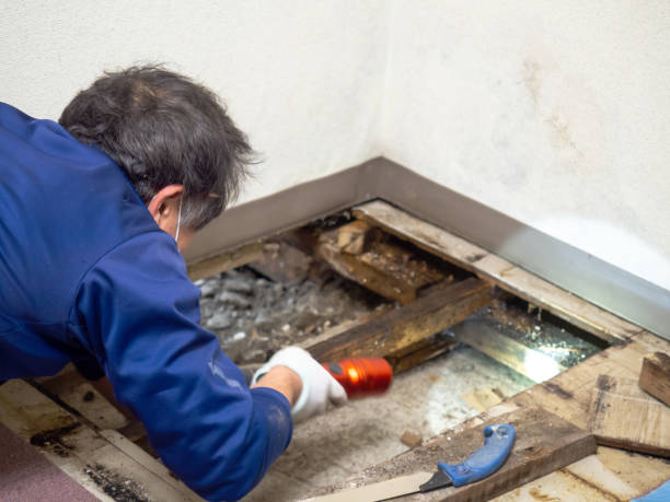 Best Commercial Mold Removal  in Tuskegee, AL
