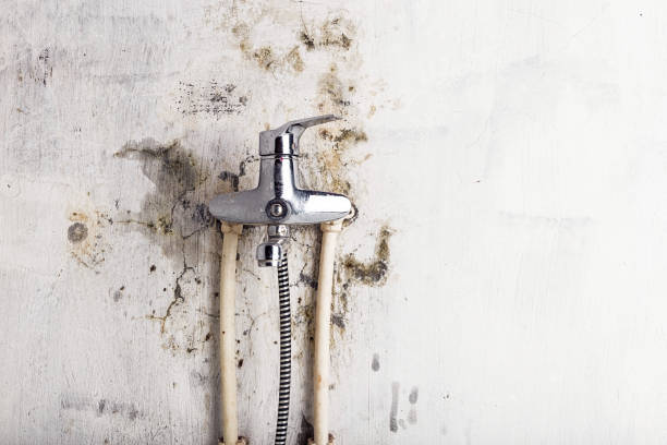 Best Office Mold Removal Services  in Tuskegee, AL