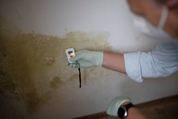 Best Local Mold Removal Service  in Tuskegee, AL