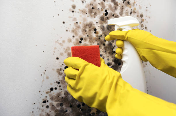 Best Fast Mold Removal  in Tuskegee, AL