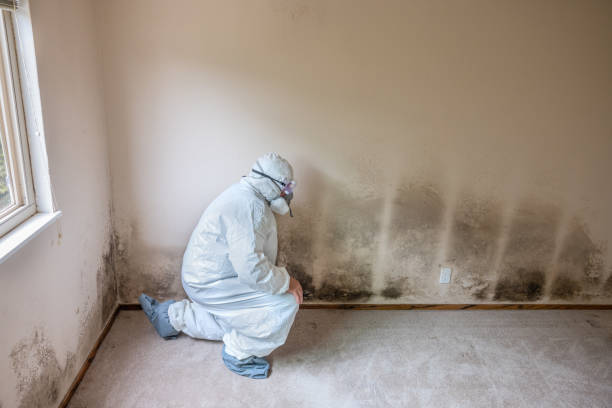 Best Black Mold Removal  in Tuskegee, AL